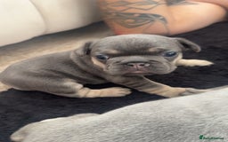 French Bulldog dogs for sale: French bulldog puppy’s  - Image 2