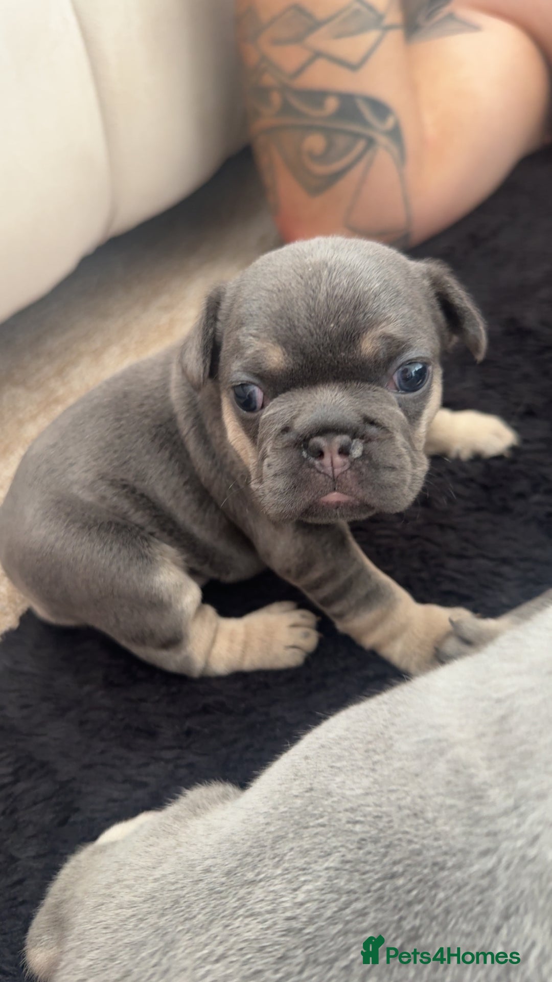 French Bulldog dogs for sale: French bulldog puppy’s  - Image 2