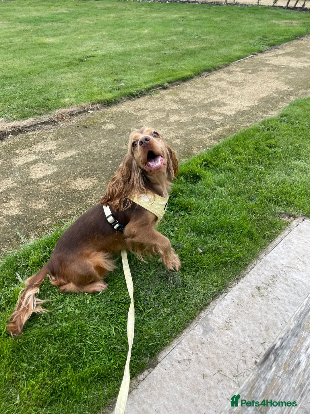 Cocker Spaniel dogs for sale: Beautiful 2 year old cocker spaniel  - Advert 5