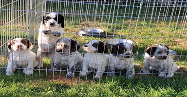 Cocker Spaniel dogs - Advert 14