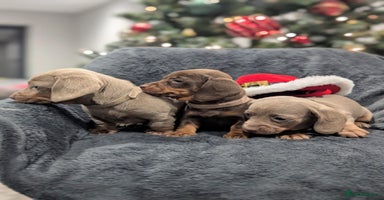 Miniature Dachshund dogs Adorable little of miniature daschunds  - Advert 3