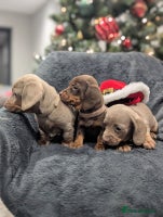 Miniature Dachshund dogs Adorable little of miniature daschunds - Advert 4