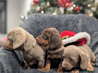 Miniature Dachshund dogs Adorable little of miniature daschunds - Advert 11