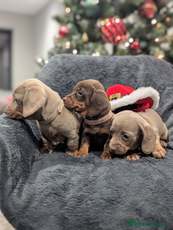 Miniature Dachshund dogs Adorable little of miniature daschunds - Advert 1