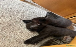 Mixed Breed cats for sale: Kittens ready for their new homes - Image 17