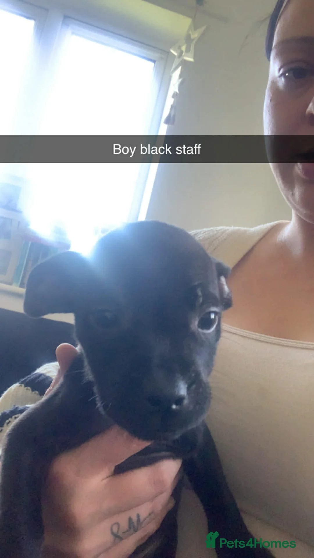 Staffordshire Bull Terrier dogs for sale: Staffy pups in Kenilworth - Advert 8