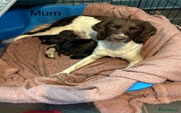Mixed Breed dogs for sale: Springer spaniel X F1 Cockapoo  - Image 7