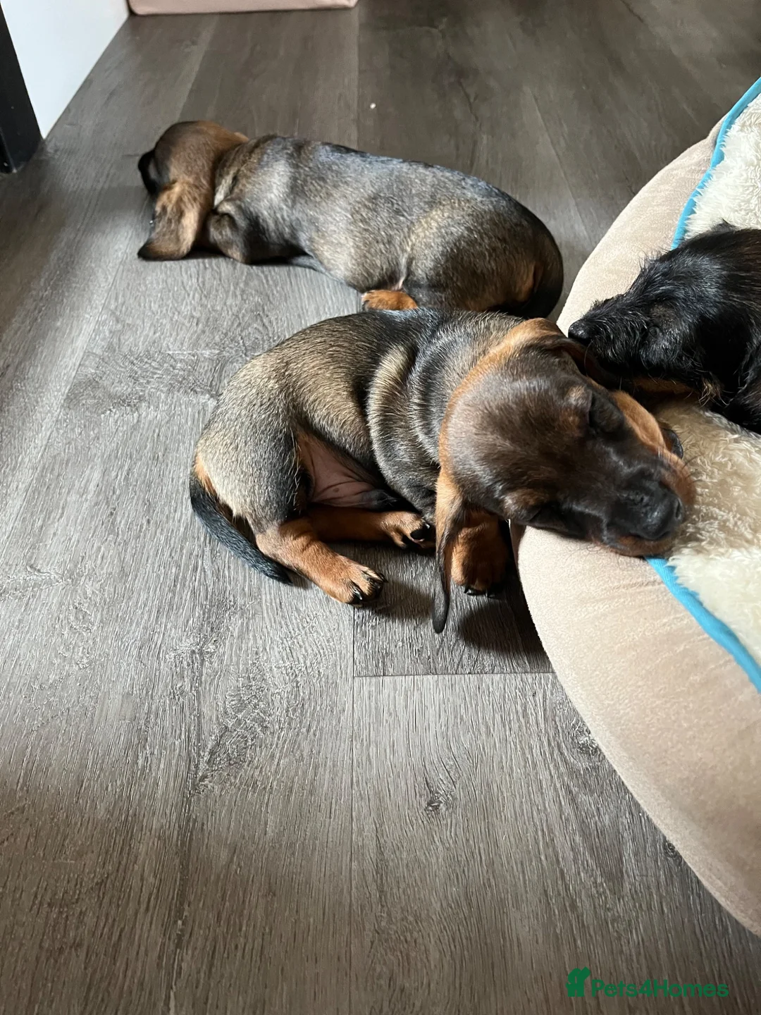 Miniature Dachshund dogs for sale: RKC Registered Miniature Wire - Haired Puppies  - Advert 23