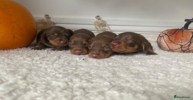 Miniature Dachshund dogs - Advert 8