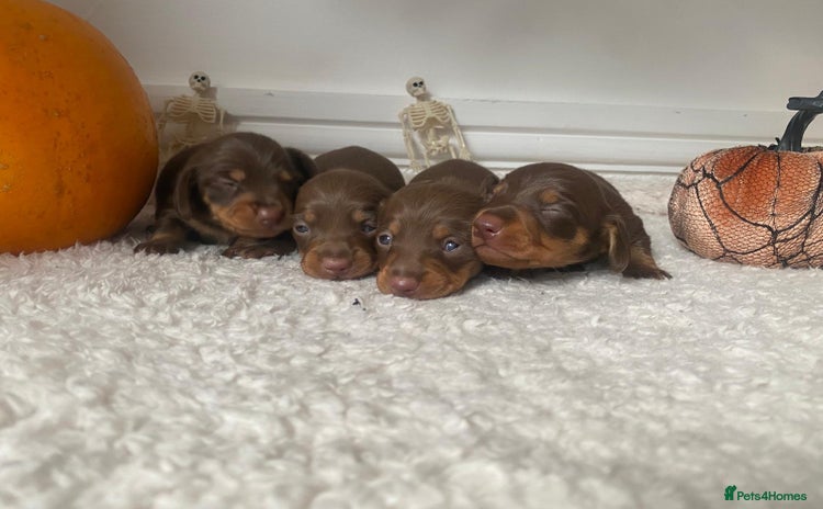 Miniature Dachshund dogs - Advert 1
