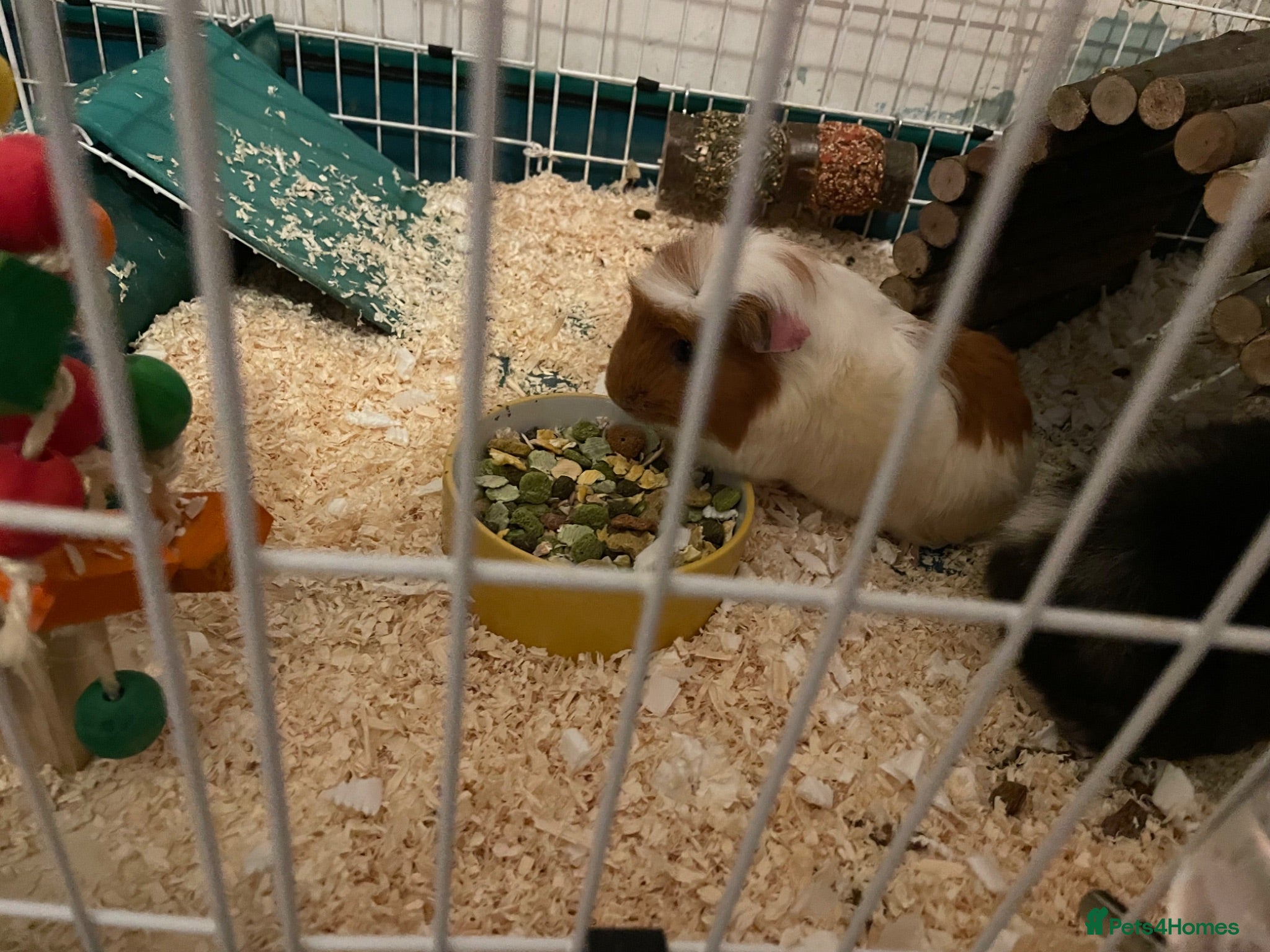 Guinea Pig rodents Female Guinea Pigs For Sale - Advert 1