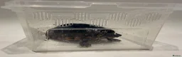 Turtle reptiles for sale: 2 turtles without set up.  in Sandy - Advert 3