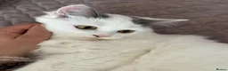 Munchkin cats for sale: Beautiful long legs Munchkin×BSH kittens  - Advert 21