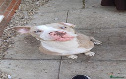 Mixed Breed dogs for sale: Staffy x American bulldog puppies - Image 4