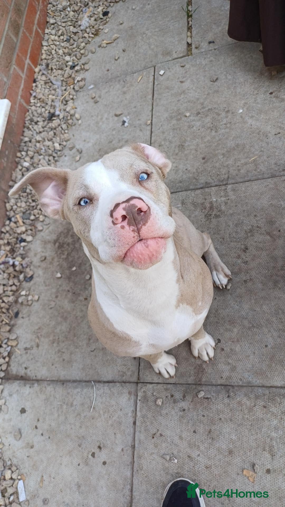 Mixed Breed dogs for sale: Staffy x American bulldog puppies - Image 4