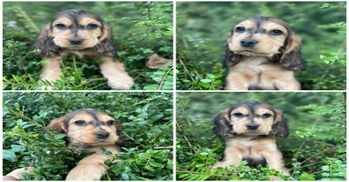 Cocker Spaniel dogs - Advert 2