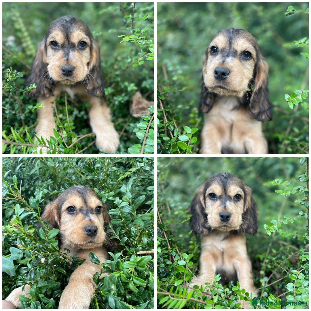 Cocker Spaniel dogs for sale: ⭐️ Stunning Show-Type Cocker Spaniel Puppy ⭐️ - Image 2