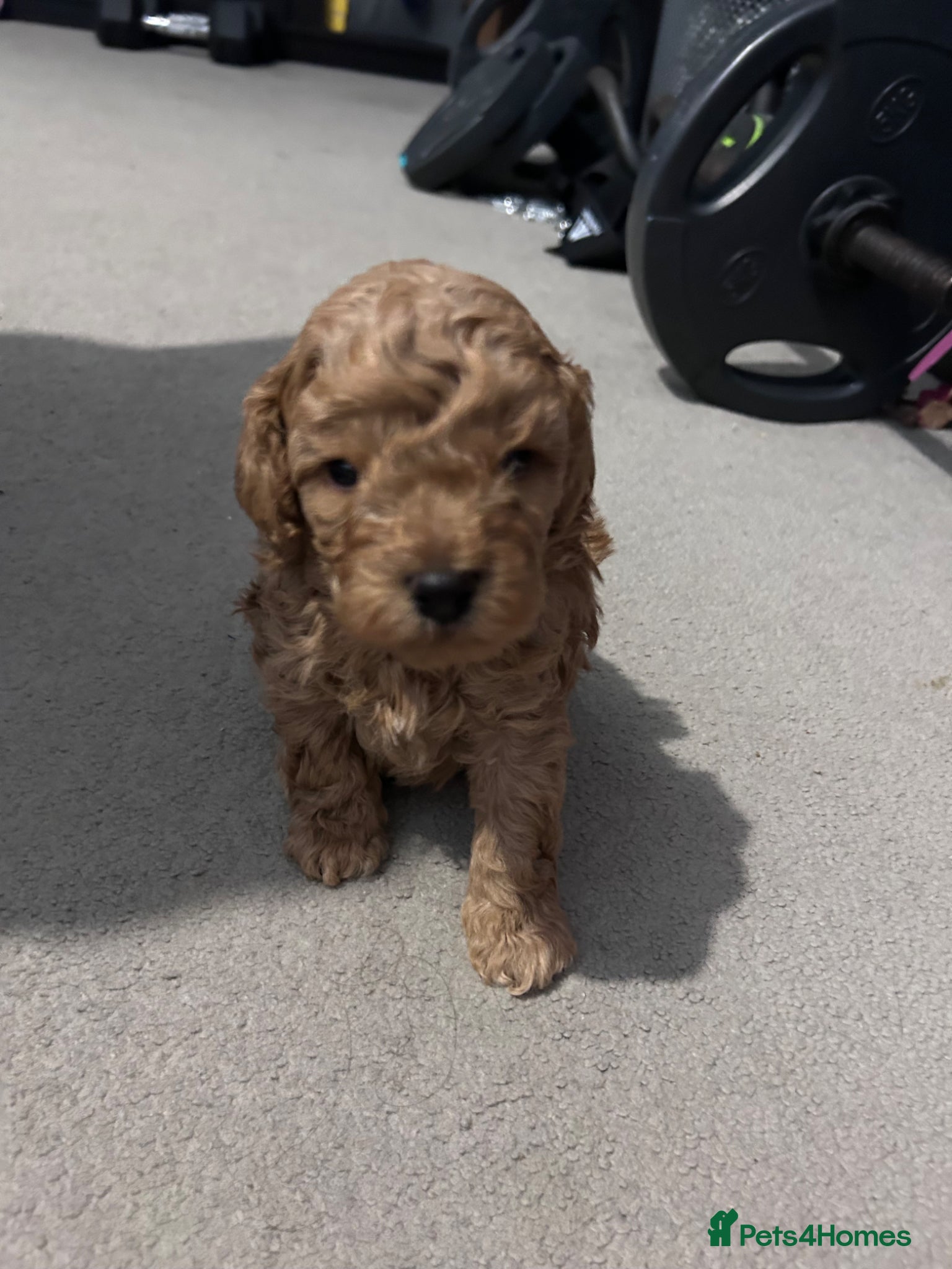 Cavapoo dogs Beautiful tiny f1bb cavapoo puppies PRA clear - Advert 3