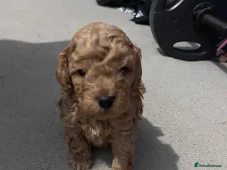 Cavapoo dogs Beautiful tiny f1bb cavapoo puppies PRA clear - Advert 3
