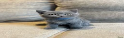 British Shorthair cats for sale: 💙🥇GCCF Pedigree British Shorthair - Advert 10