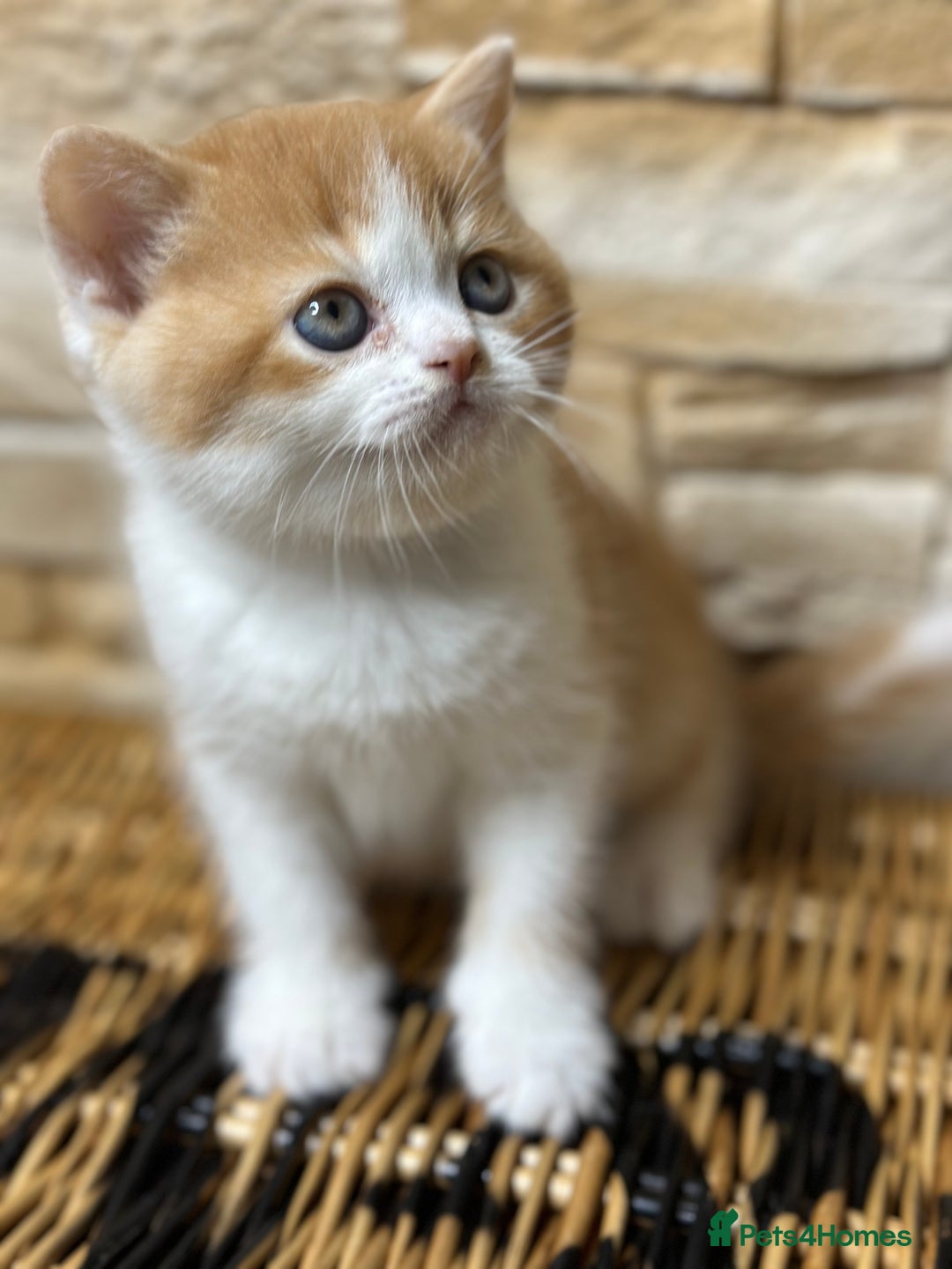 British Shorthair cats for sale: TICA, Exceptional line, BSH and BLH kittens🐾 - Advert 7