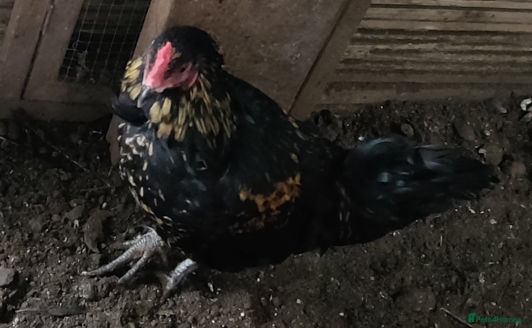 Chickens poultry for sale: Rooster for sale  - Advert 6