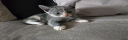 Mixed Breed cats for sale: Gorgeous playfull kittens - Advert 10