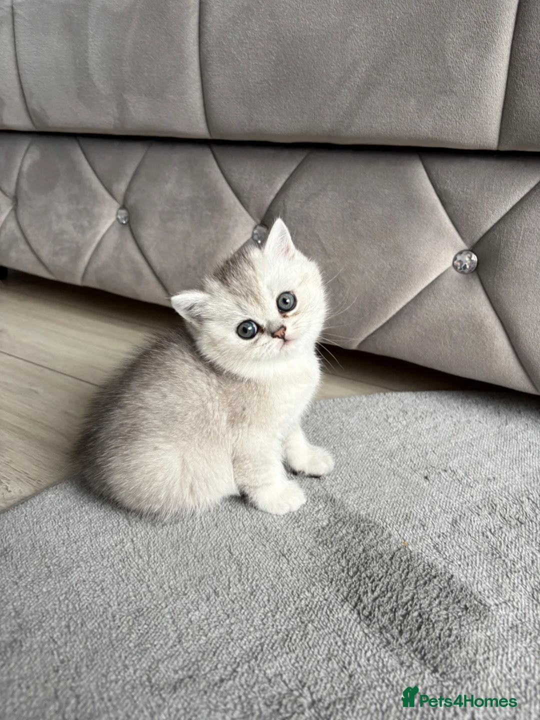 Scottish Fold cats for sale: Scottish straight girl - Advert 1