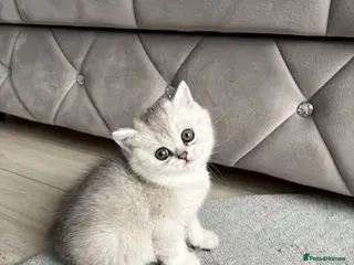 Scottish Fold cats Scottish straight girl - Advert 7