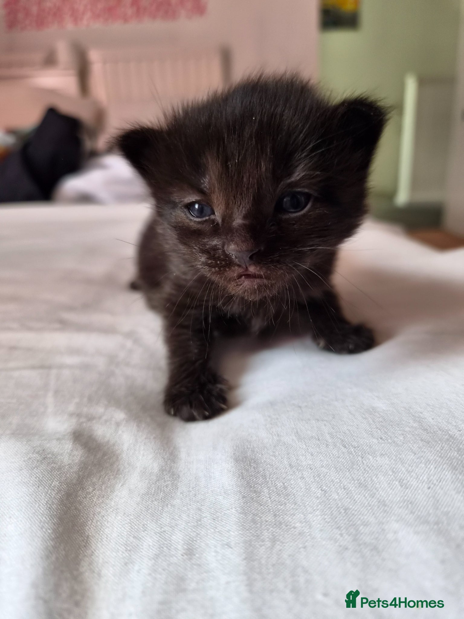 Mixed Breed cats for sale: Kittens looking for new home - Advert 5