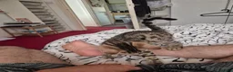 Mixed Breed cats for sale: Cute tabby kitten - Advert 8
