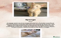 British Shorthair cats for sale: 3 month old kittens - Image 5