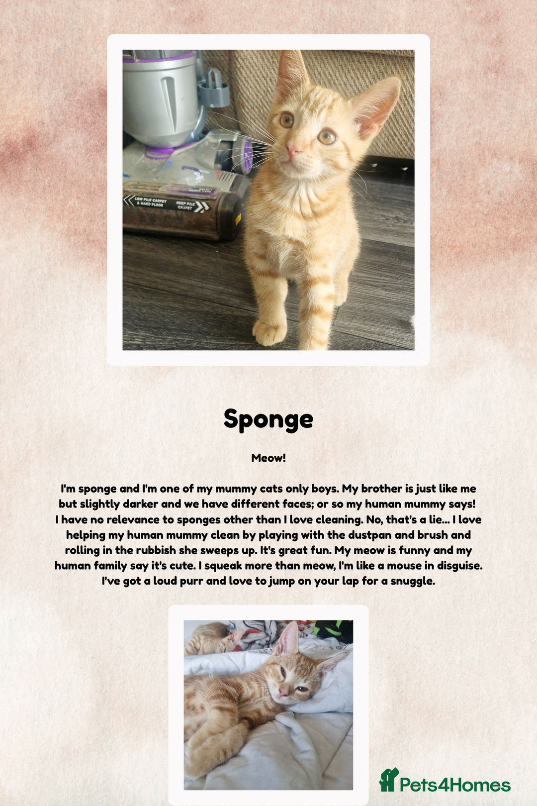 British Shorthair cats for sale: 3 month old kittens - Image 5