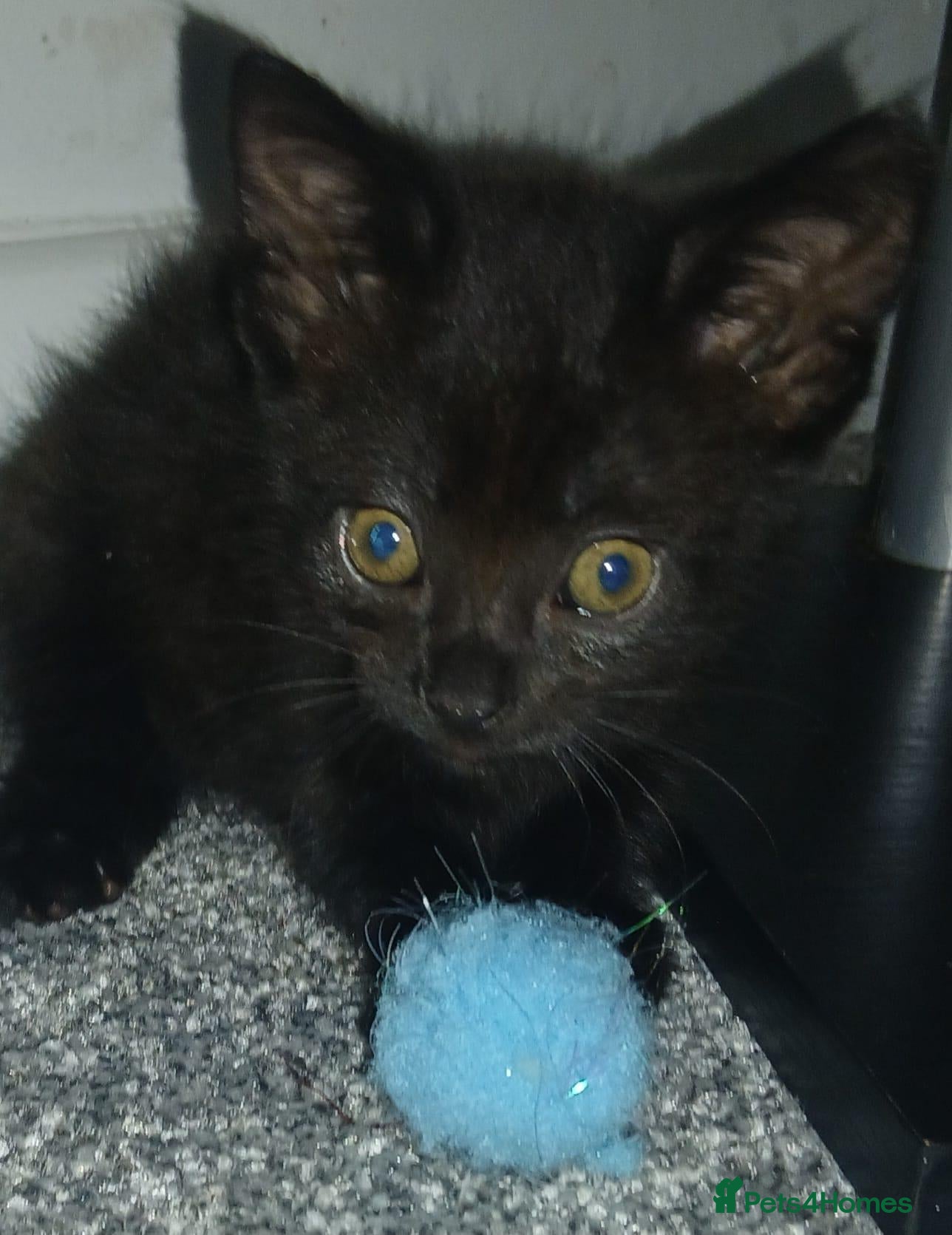 Mixed Breed cats Forever homes required - Advert 10