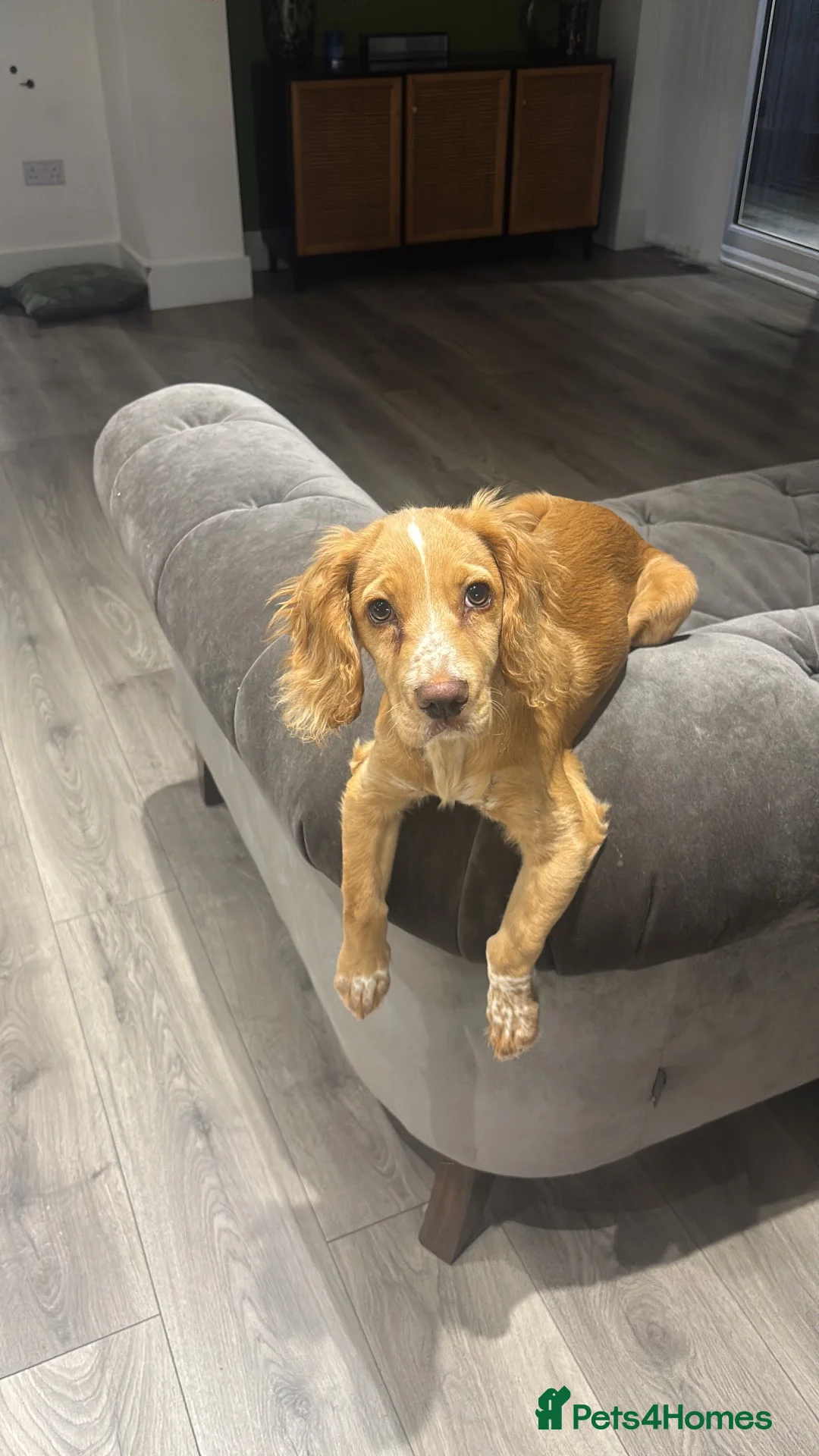 Cocker Spaniel dogs for sale: Change in Family Circumstances - Cocker male  in Manchester - Advert 1