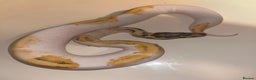 Snake reptiles for sale: Super pastel pied ball python - Advert 2