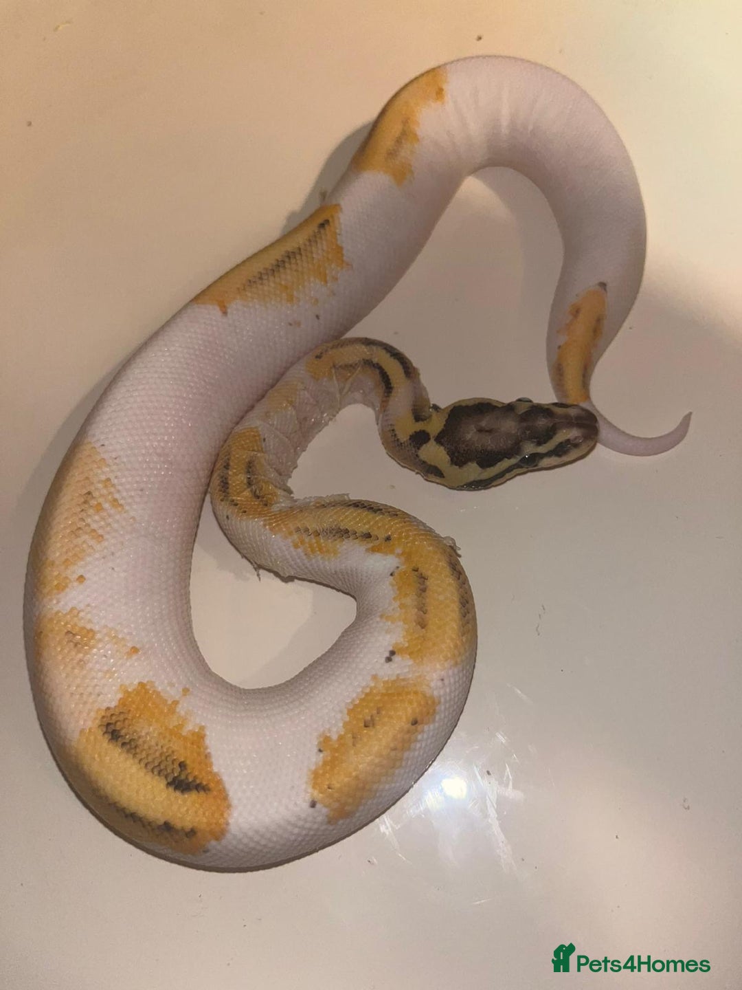 Snake reptiles for sale: Super pastel pied ball python - Advert 2