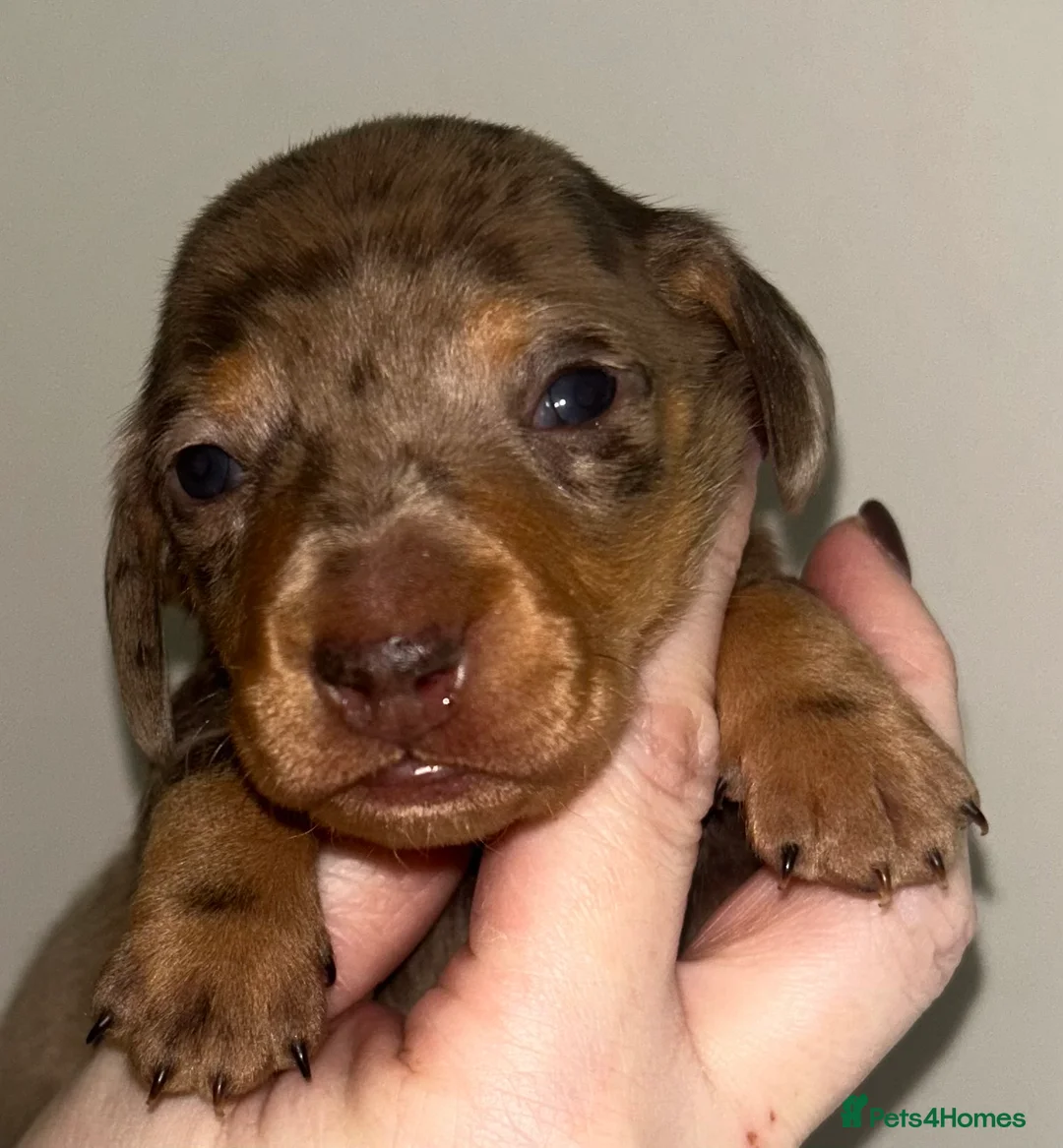 Miniature Dachshund dogs for sale: KC Registered Miniature Smooth Dachshund Puppies   - Advert 3