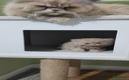 Persian cats for sale: Pure Persian kitten, champion bloodline  - Image 6