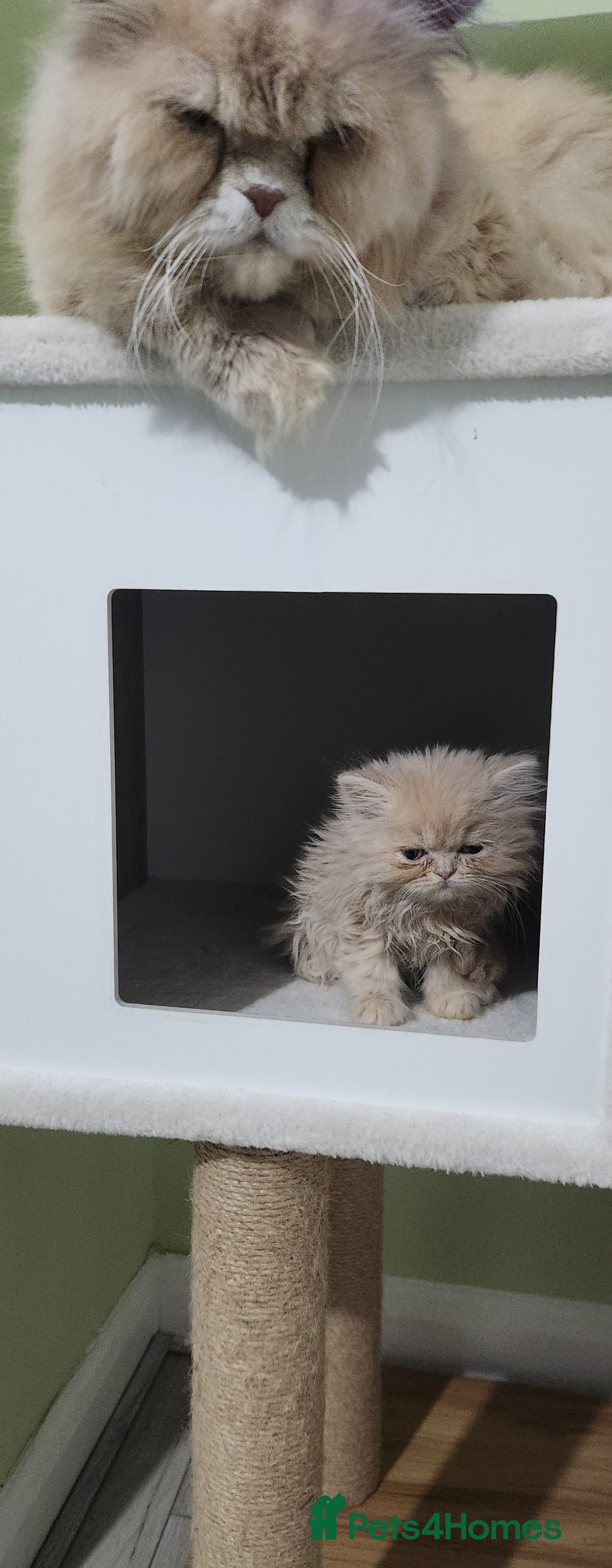 Persian cats for sale: Pure Persian kitten, champion bloodline  - Image 6