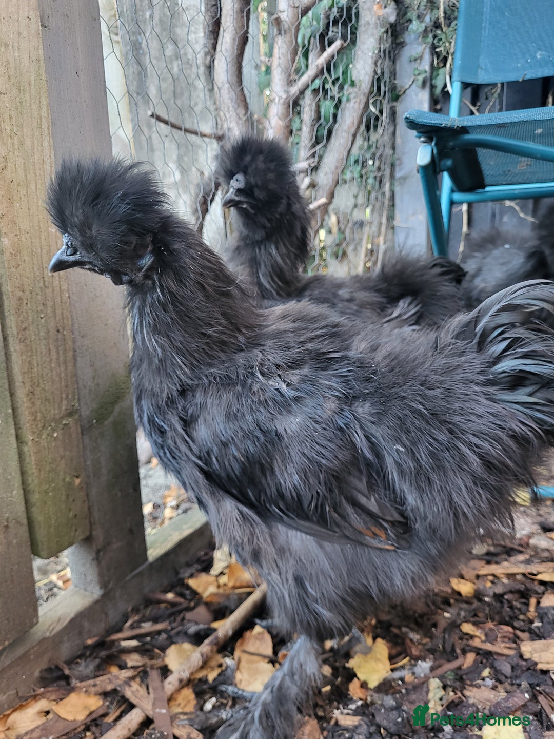 Chickens poultry for sale: Black silkie Cockerell  - Image 3