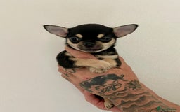 Chihuahua dogs for sale: KC Chihuahuas 🇬🇧 bloodline 5 🌟 - Image 8