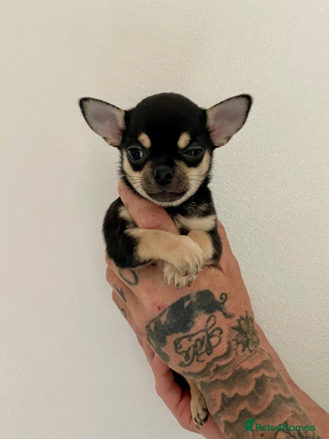 Chihuahua dogs for sale: KC Chihuahuas 🇬🇧 bloodline 5 🌟 - Image 8