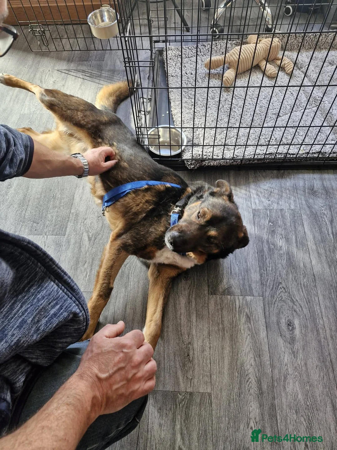 Mixed Breed dogs for adoption: Meet Ahab, currently residing in Somerset - Advert 11