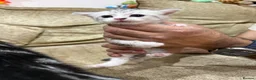 Scottish Fold cats for sale: 🐾 Scottish Fold Kittens | Reserve Now 🐾 in London - Advert 5