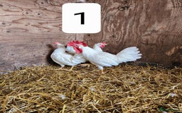 Chickens poultry for sale: Trios of pure bred chicken breeds - Image 7