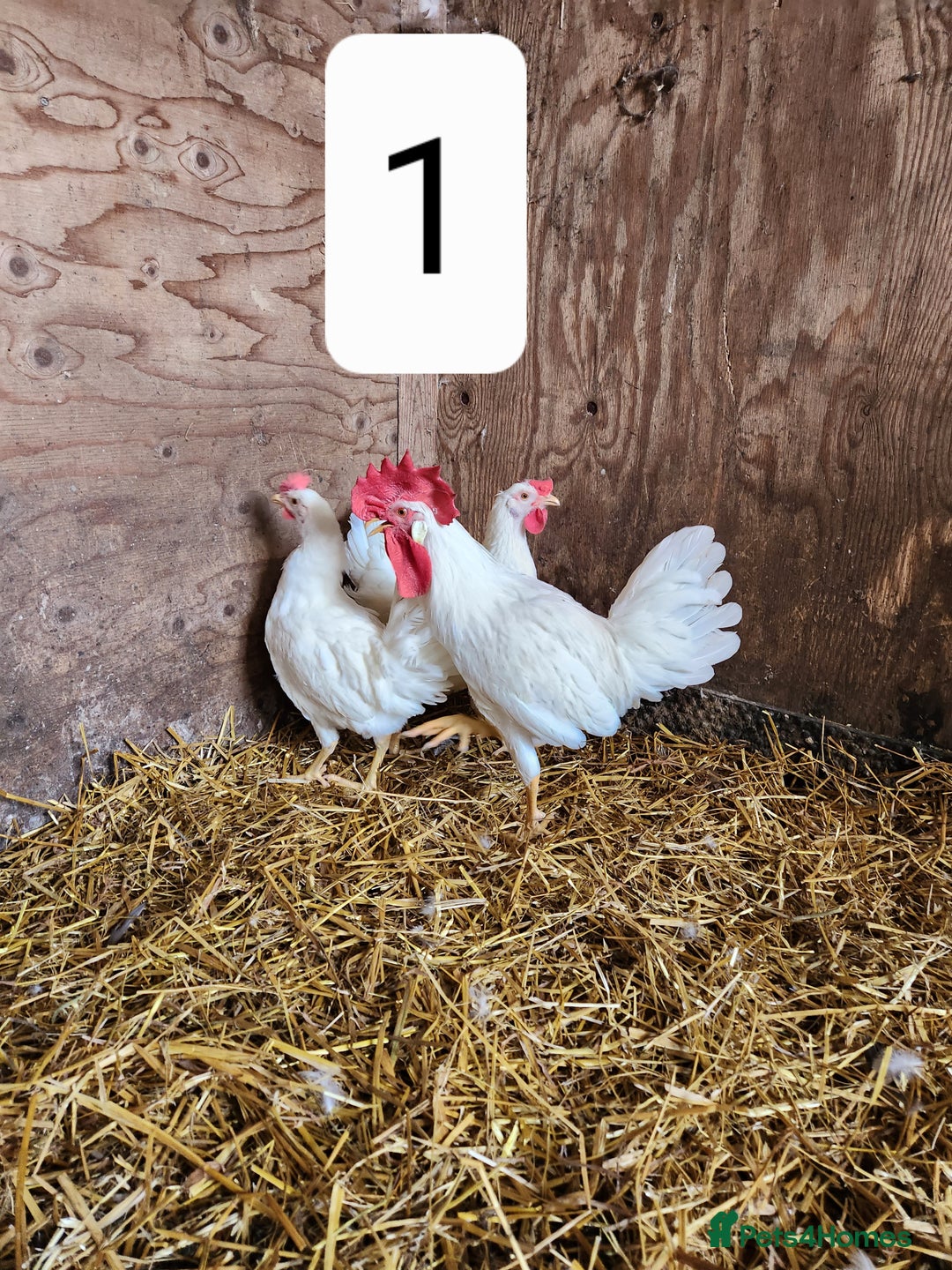 Chickens poultry for sale: Trios of pure bred chicken breeds - Image 7