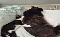 Ragdoll cats for sale: Mum is half rag doll  - Advert 1