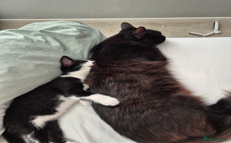 Ragdoll cats Mum is half rag doll  - Advert 1