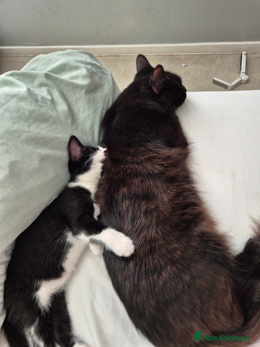 Ragdoll cats for sale: Mum is half rag doll  - Advert 1